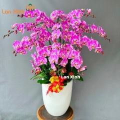 Lan hồ điệp đột biến hồng 15 cành - HD167