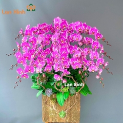 Lan hồ điệp đột biến hồng 20 cành