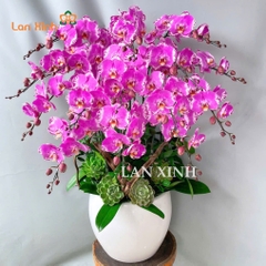 lan hồ điệp đột biến hồng bản đồ 15 cành