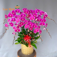 Chậu lan hồ điệp đột biến màu tím 10 cành