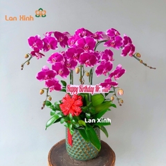 Lan hồ điệp đột biến màu tím 5 cành - HD461