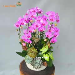 Lan hồ điệp đột biến mini để bàn