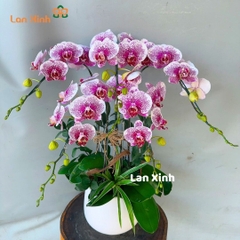 Lan hồ điệ đột biến tím 5 cành - HD359