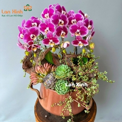 lan hồ điệp đột biến tím sen đá