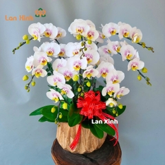 Lan hồ điệp đột biến trắng 8 cành - HD378