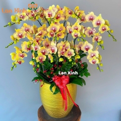 Lan hồ điệp đột biến vàng 15 cành - HD200