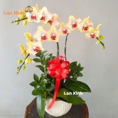 Lan hồ điệp đột biến vàng 3 cành