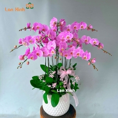 Lan hồ điệp hồng 10 cành - HD325