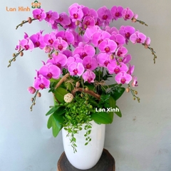 Lan hồ điệp hồng 10 cành - HD325