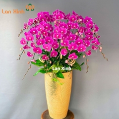 Lan hồ điệp hồng 14 cành - HD160