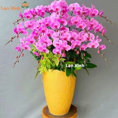 Chậu hoa lan hồ điệp hồng 15 cành HD17