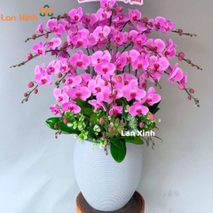 Lan hồ điệp hồng 18 cành - HD375
