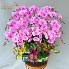 Lan hồ điệp hồng bonsai 18 cành chơi ngày Tết