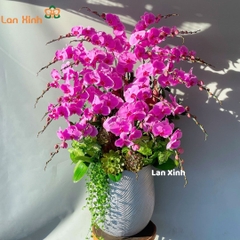 Lan hồ điệp hồng 24 cành - HD467