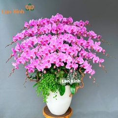 Lan hồ điệp hồng 30 cành - Mừng khai trương -HD47