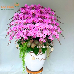 Chậu lan hồ điệp hồng 40 cành mang trên mình nét đẹp tinh tế của những cành hoa lan hồ điệp hồng và ý nghĩa phong thủy sâu sắc.