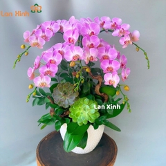 lan hồ điệp hồng sọc 5 cành để bàn