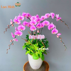 Lan hồ điệp hồng 5 cành- chúc mừng sinh nhật - HD35