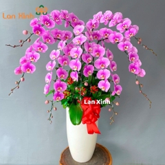 Lan hồ điệp hồng 7 cành - HD154