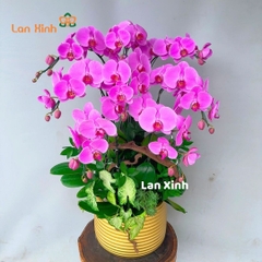 Lan hồ điệp hồng 8 cành - HD437