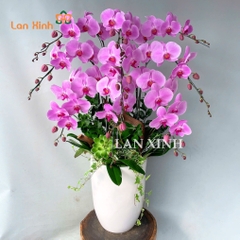 lan hồ điệp hồng 9 cành chậu cao