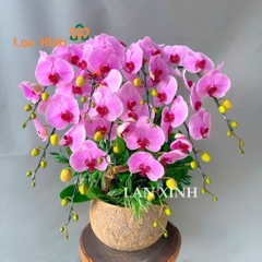 lan hồ điệp hồng anna 9 cành