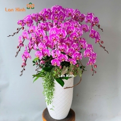 Lan hồ điệp hồng bản đồ 15 cành - HD337