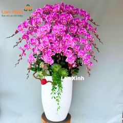 Lan hồ điệp hồng bản đồ 25 cành