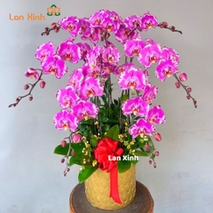 Lan hồ điệp hồng bản đồ 8 cành