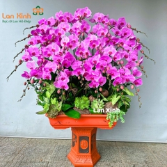 lan hồ điệp hồng bonsai 30 cành