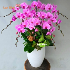 Lan hồ điệp hồng cánh sen 10 cành