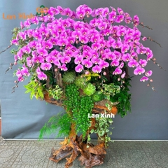 Lan hồ điệp hồng cánh sen gỗ lũa -HD26 - trưng phòng khách