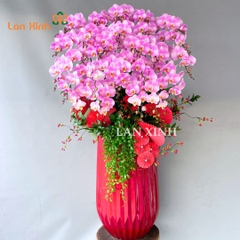 Lan hồ điệp hồng cao cấp 20 cành