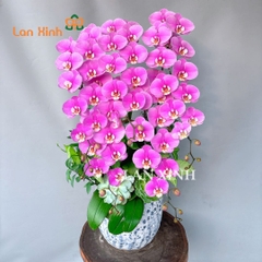 lan hồ điệp hồng cao cấp 5 cành