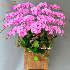 Lan hồ điệp hồng sen đá chậu gỗ