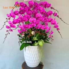 Lan hồ điệp hồng đậm 15 cành - HD480