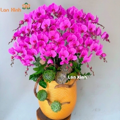 Lan hồ điệp hồng đậm 20 cành - HD504