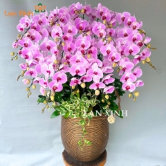 lan hồ điệp hồng gân 20 cành HD560