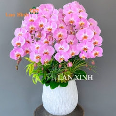 Lan hồ điệp hồng nhạt 5 cành