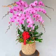 Lan hồ điệp hồng nhạt 9 cành -  HD381