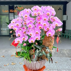 Chậu hoa lan hồ điệp hồng nhạt ghép tiểu cảnh