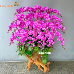 Lan hồ điệp hồng phấn gỗ lũa