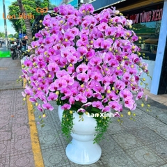 Lan hồ điệp hồng phấn chậu cao