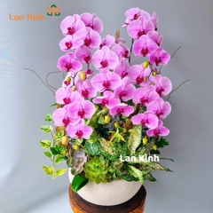 Lan hồ điệp hồng sen đá để bàn - HD333