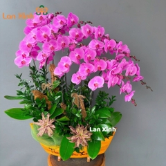 Lan hồ điệp hồng thuyền gỗ - HD162