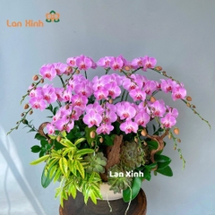 Lan hồ điệp hồng sọc tiểu cảnh để bàn - HD508