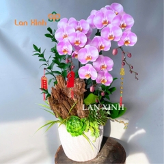 lan hồ điệp hồng ghép tiểu cảnh