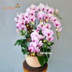 Lan hồ điệp hồng viền trắng 7 cành để bàn
