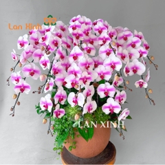 lan hồ điệp má hồng 13 cành tặng sinh nhật đẹp