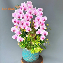 Chậu lan hồ điệp má hồng cắm kiểu
